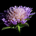 Close up of pink flowers of a common field scabious wildflower