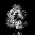 Hairy